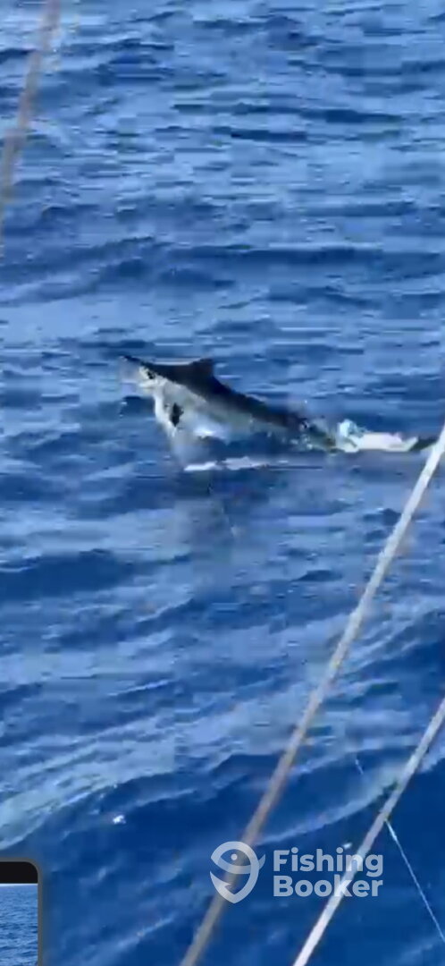 Kailua-Kona Report Photo 0