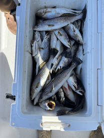 New Orleans Report Photo 1