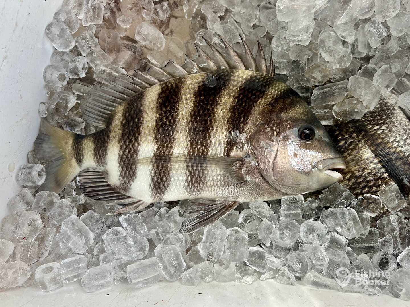 Mississippi Report Photo 0