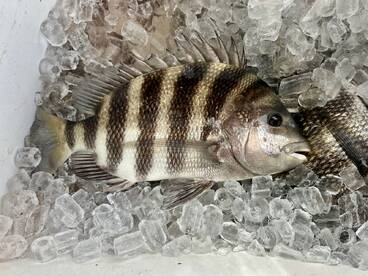 Biloxi Report Photo 1