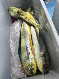 mahi mahi all over 