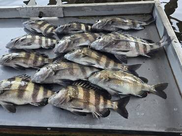 The sheepshead are eating good. 