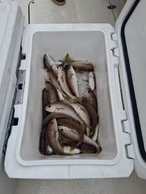 Nothing like Fresh caught fish tacos