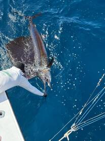 Sailfish and Tuna for Dinner 