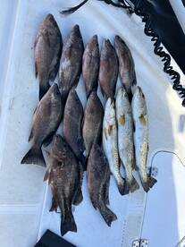 On fire snook and snapper bite 