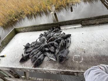 Limit of Seabass in 40 minutes