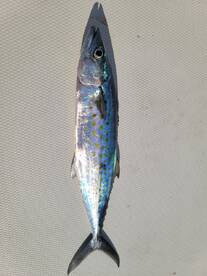 Hard to find fish but some bait