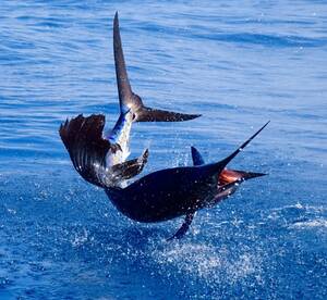 The bite is great now