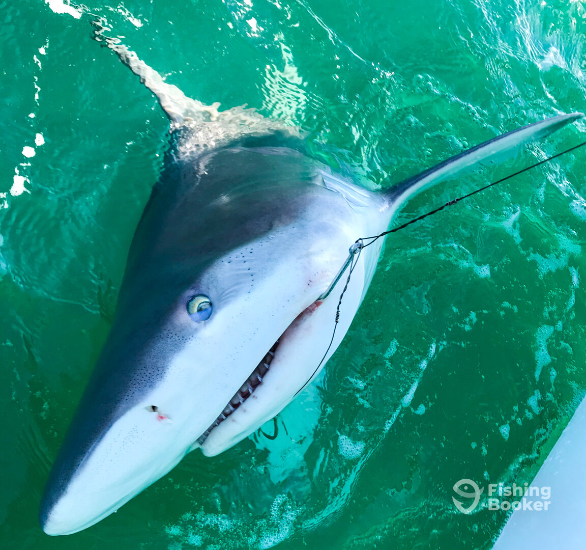 Anna Maria Report Photo 0