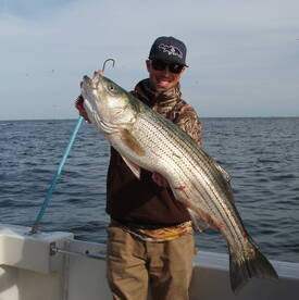 NOV 4. ANOTHER LIMIT CATCH OF STRIPED BA