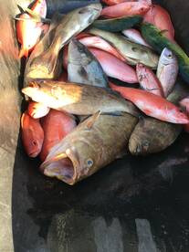 Orange Beach Report Photo 2