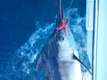 Sydney Report Photo 2