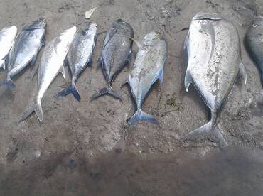 Cuvu Report Photo 1