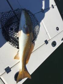 Navarre Report Photo 1