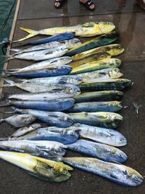 Puerto Plata Report Photo 2