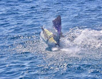 Quepos Report Photo 2