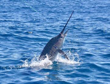 Quepos Report Photo 1