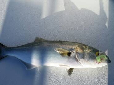 Ruskin Report Photo 1