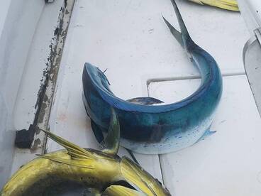 Tamarindo Report Photo 2