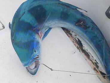 Tamarindo Report Photo 1