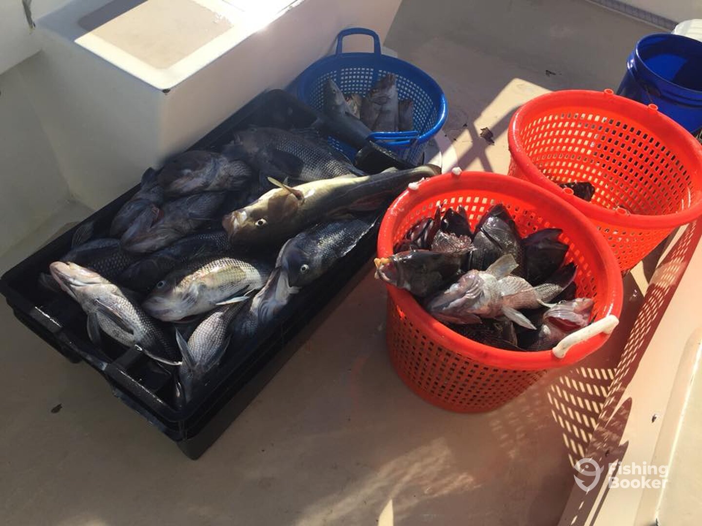 Montauk Report Photo 0