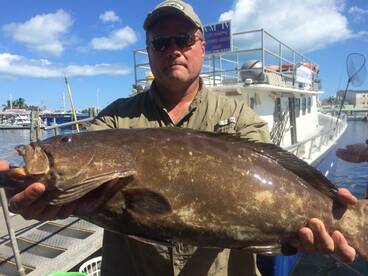 Grouper Snapper bite
