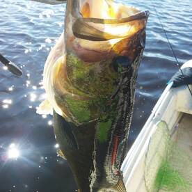 CAUGHT 31 NICE BASS ON 12/1/13 ON 4 HOUR