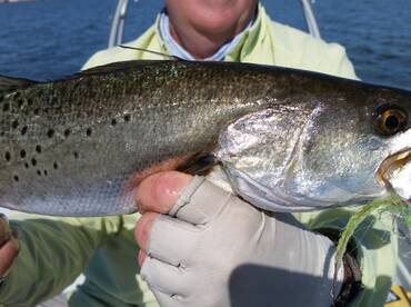 Great Week of Action on Tampa Bay!