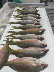 Snapper & Grouper Days