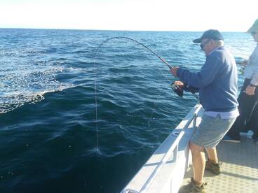 Kingfish have arrived.!!!!