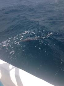 6/7/15 30 pound Great barracuda being released to fight another day!