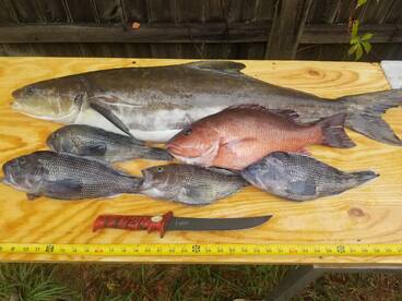 Cobia Mangrove snapper sea bass