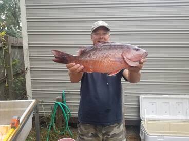 Mangrove Snapper