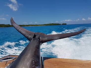 460Lbs Marlin for Christmas