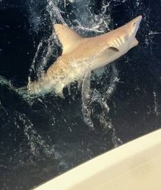 Fort Lauderdale Report Photo 1