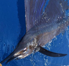 Tis the season for sailfish