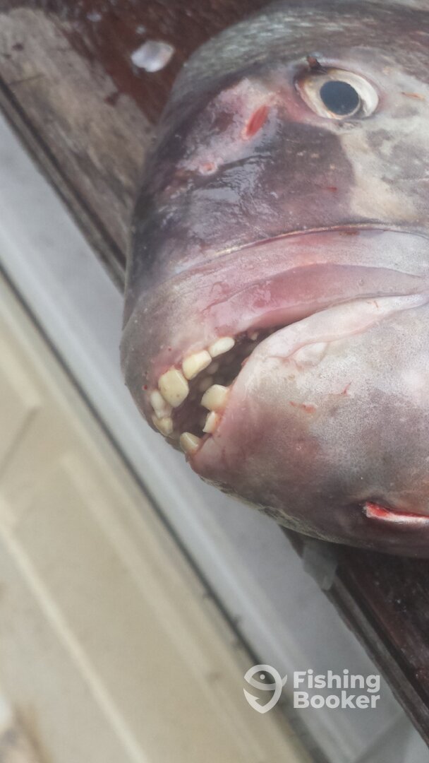 The Sheepshead bite is on. Book your trip now!!