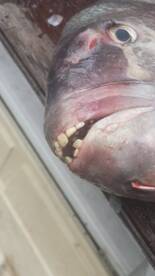 The Sheepshead bite is on!