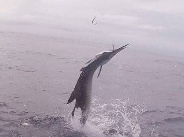 Iztapa Report Photo 2