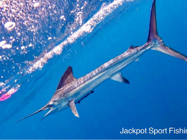 Quepos Report Photo 1