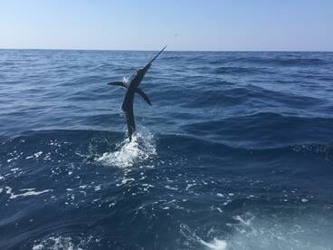 Iztapa Report Photo 2