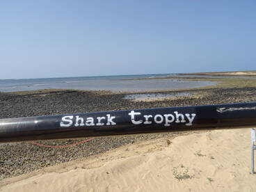 Shark Trophy