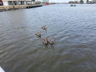 Port Sulphur Report Photo 2