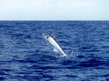 Quepos Report Photo 1