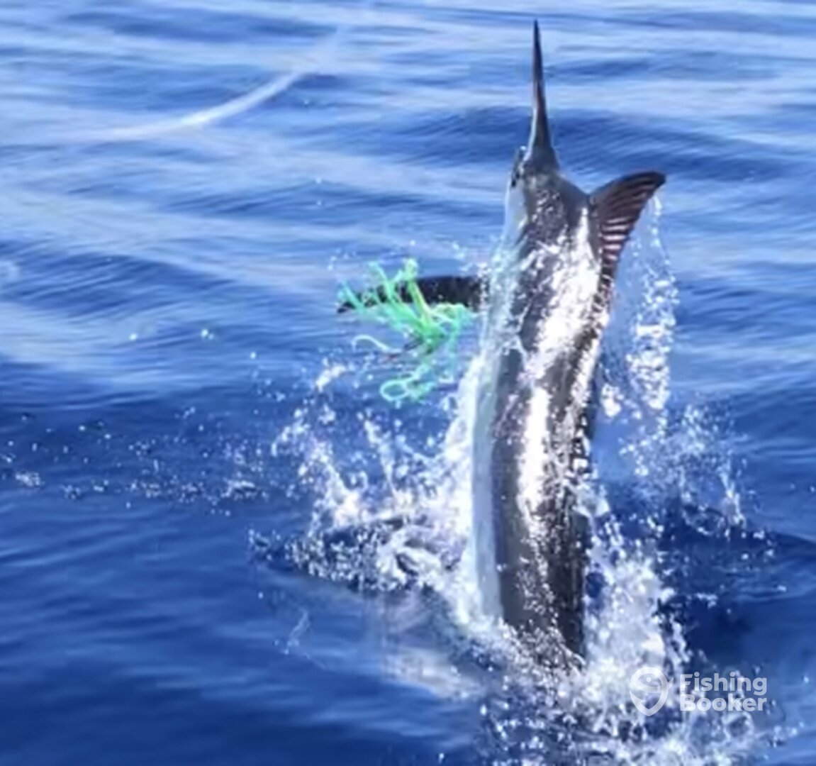 A mighty Blue Marlin climbing out...