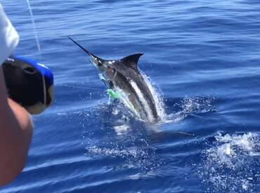 Blue Marlin on the go...