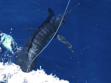 Port Stephens Blue Marlin on the go...