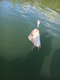 Fort Pierce Report Photo 2