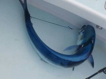 Quepos Report Photo 2