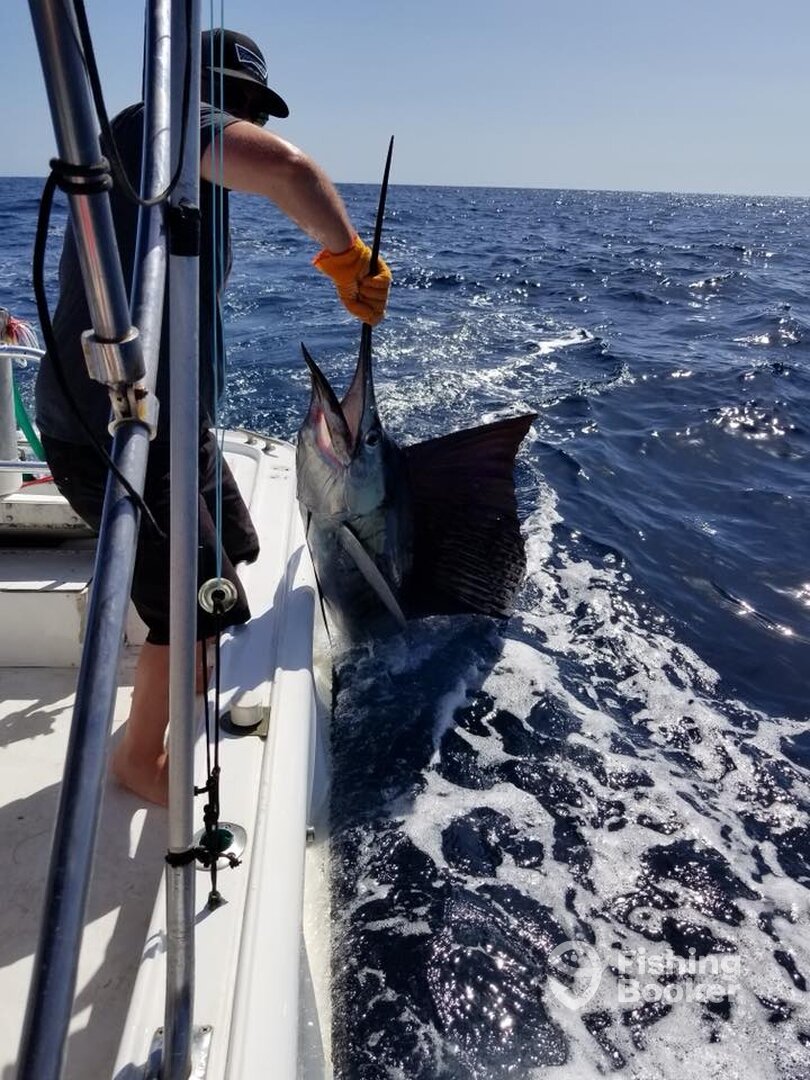 7 foot sailfish